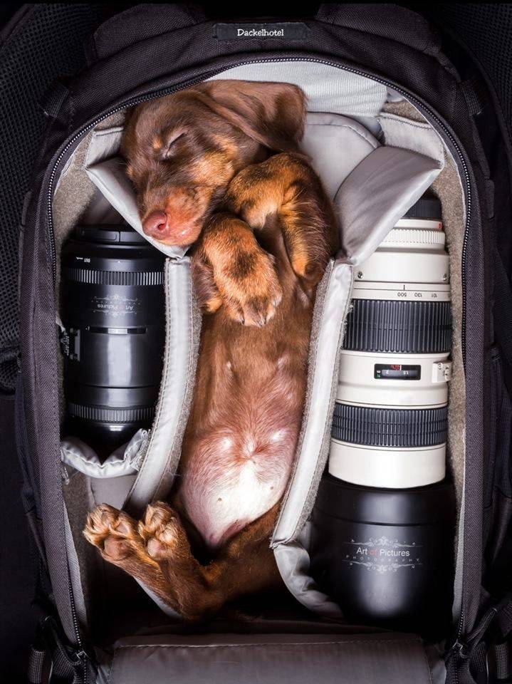 Daily Picdump