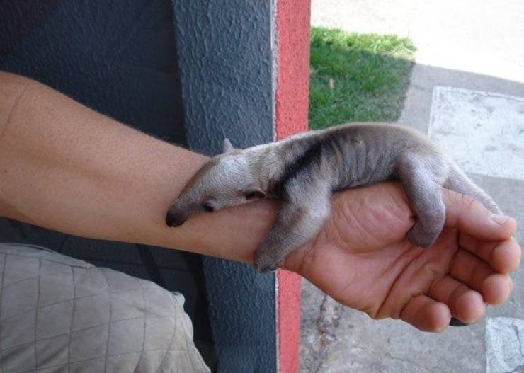 The Tinier The Animal, The Cuter It Is