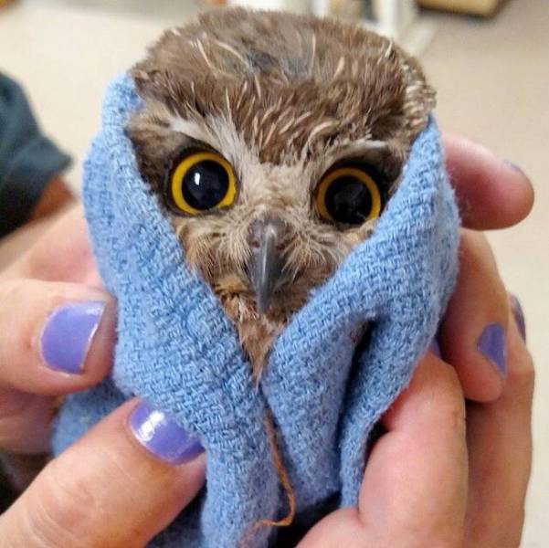The Tinier The Animal, The Cuter It Is