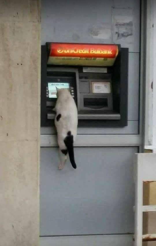 Daily Picdump
