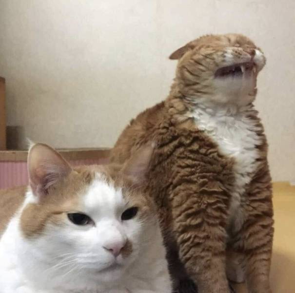 daily picdump 97 pics 30.html - 97 HD Photos | Premium Gallery 2019