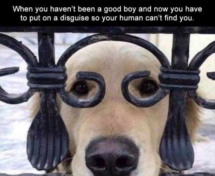 funny picdump 53 pics 4.html - 53 HD Photos | Premium Gallery 2019