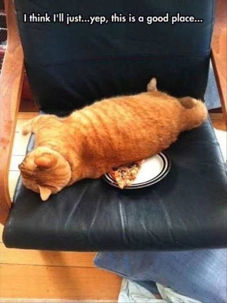funny picdump 53 pics 4.html - 53 HD Photos | Premium Gallery 2019