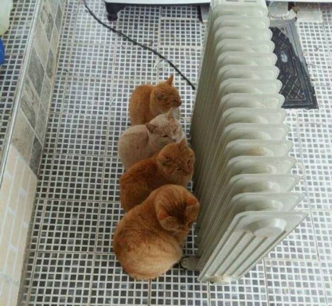 Daily Picdump