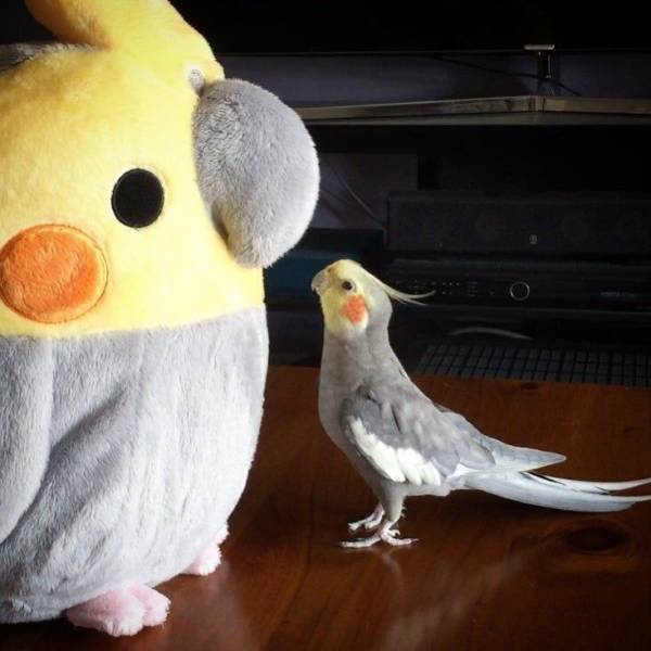 daily picdump 94 pics 6.html - 94 HD Photos | Premium Gallery 2019