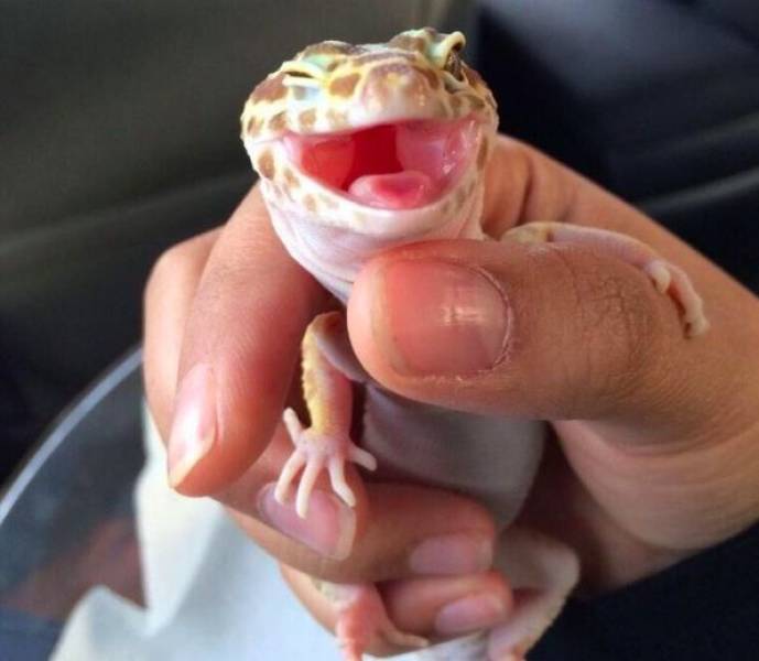 Animals Just Can’t Stop Being Funny