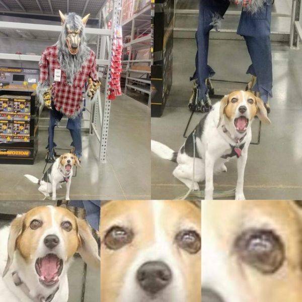 Animals Just Can’t Stop Being Funny