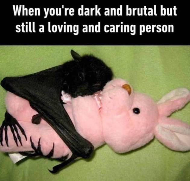 Animals Just Can’t Stop Being Funny