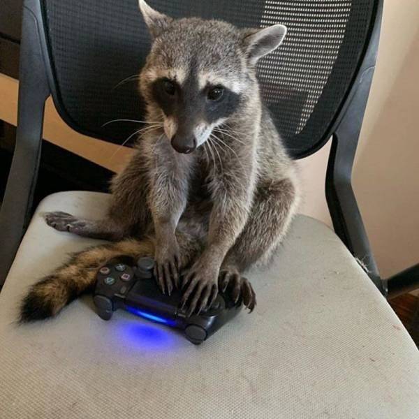 Animals Just Can’t Stop Being Funny