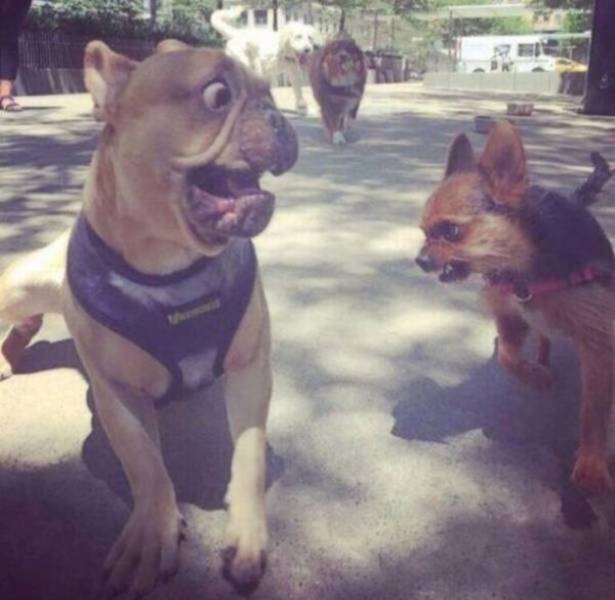 Animals Just Can’t Stop Being Funny