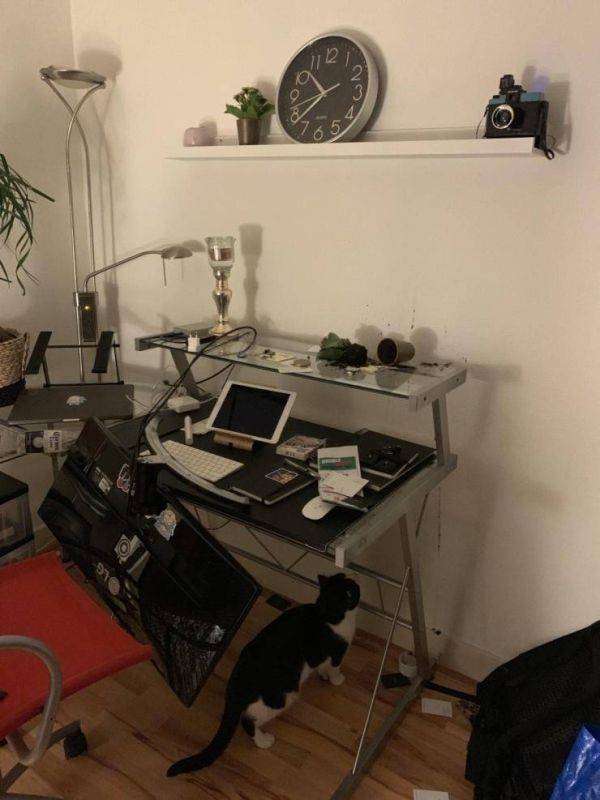 Animals Just Can’t Stop Being Funny