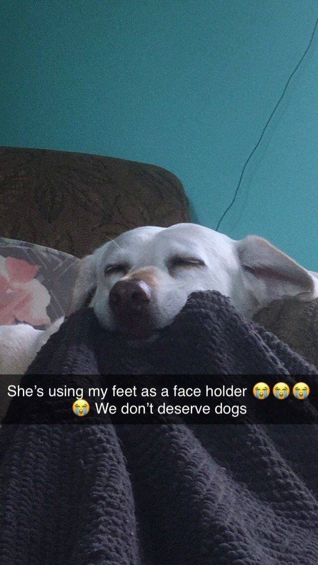 Animals Just Can’t Stop Being Funny