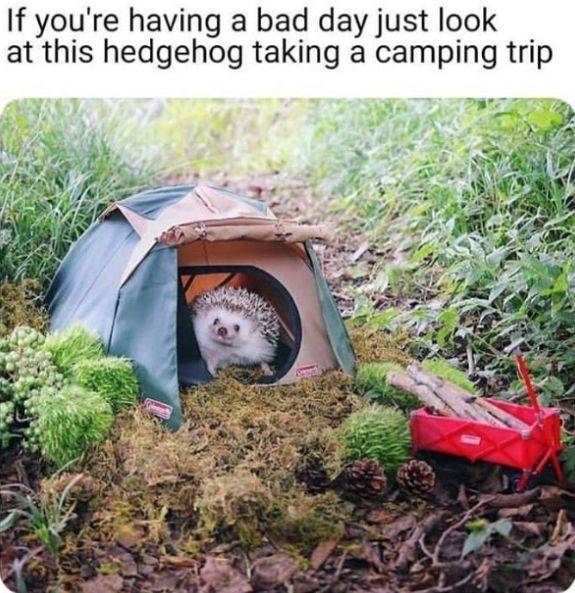 Animals Just Can’t Stop Being Funny