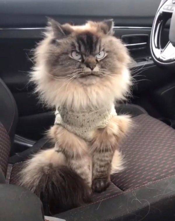 Animals Just Can’t Stop Being Funny