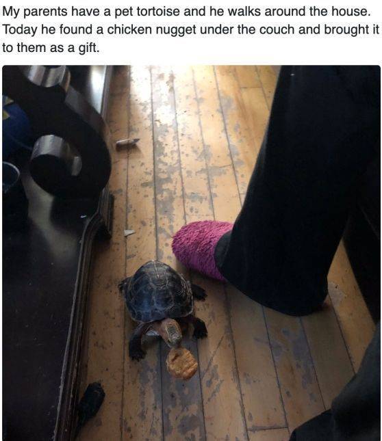 Animals Just Can’t Stop Being Funny