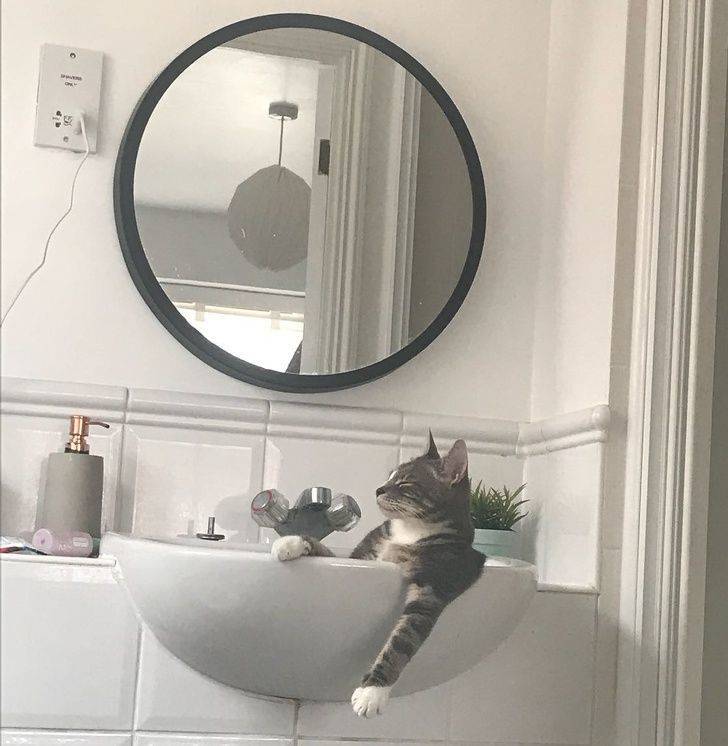 Animals Just Can’t Stop Being Funny