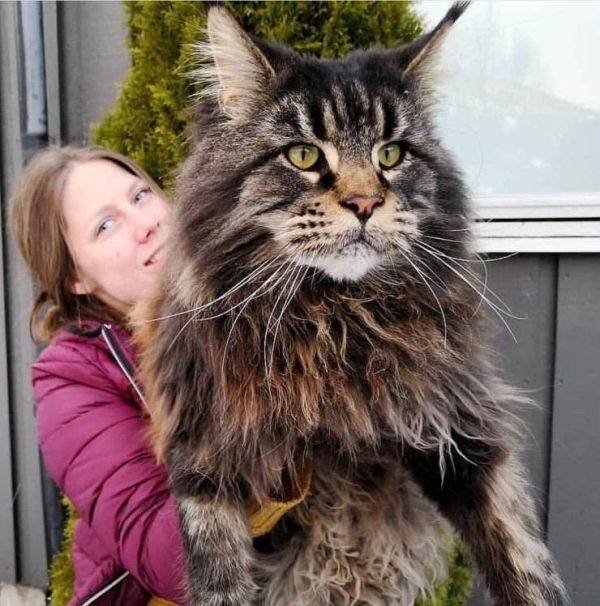 Animals Just Can’t Stop Being Funny