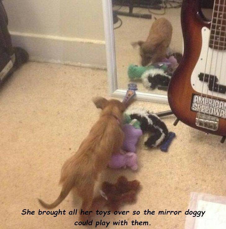 Animals Just Can’t Stop Being Funny