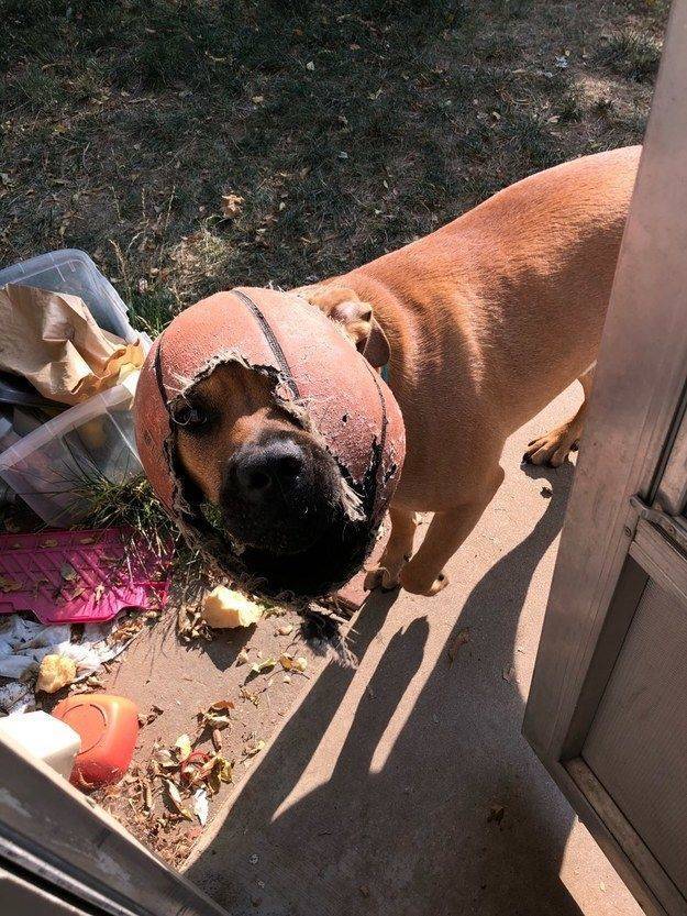 Animals Just Can’t Stop Being Funny