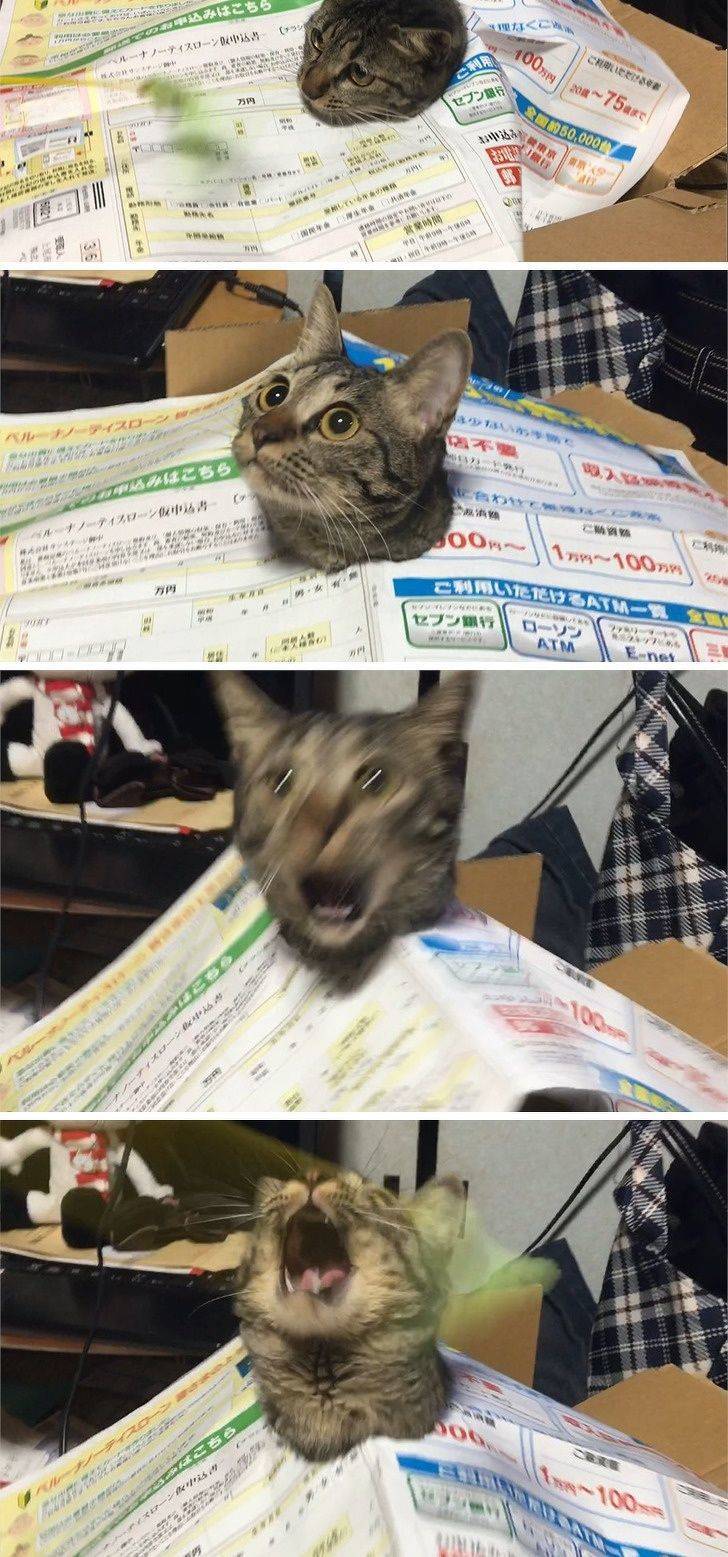 Animals Just Can’t Stop Being Funny