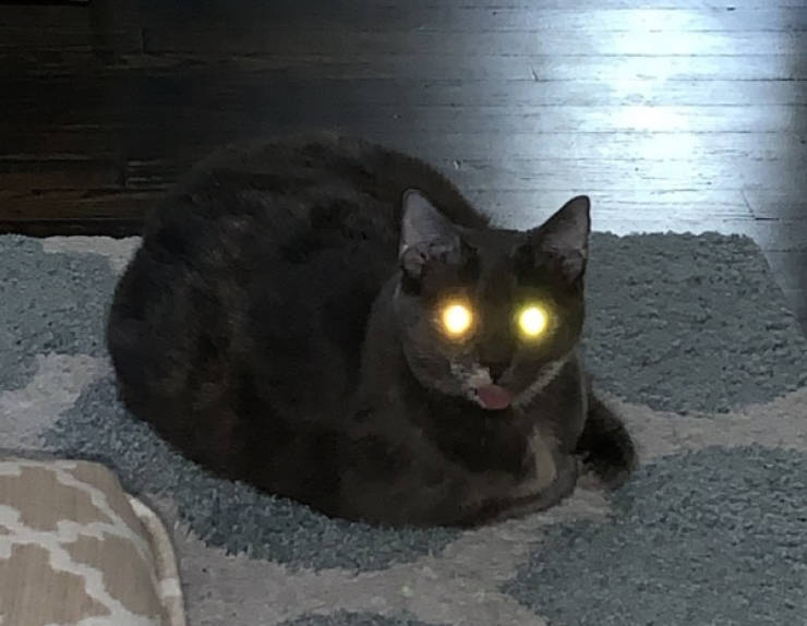 Looks Like A Big Fat Nope