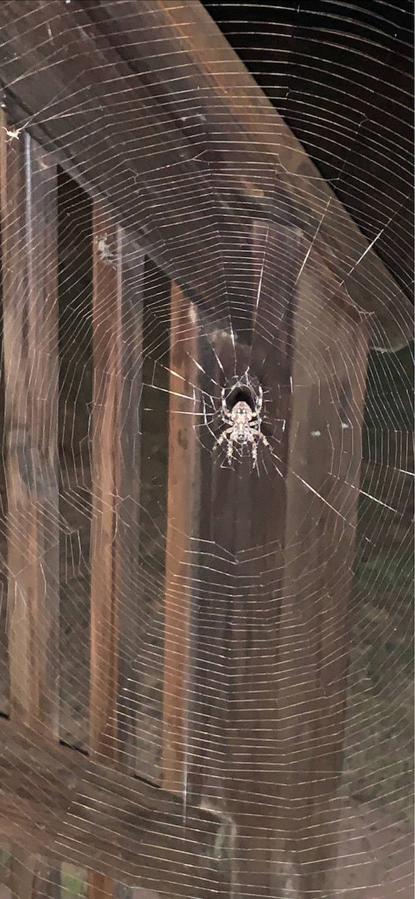 Looks Like A Big Fat Nope