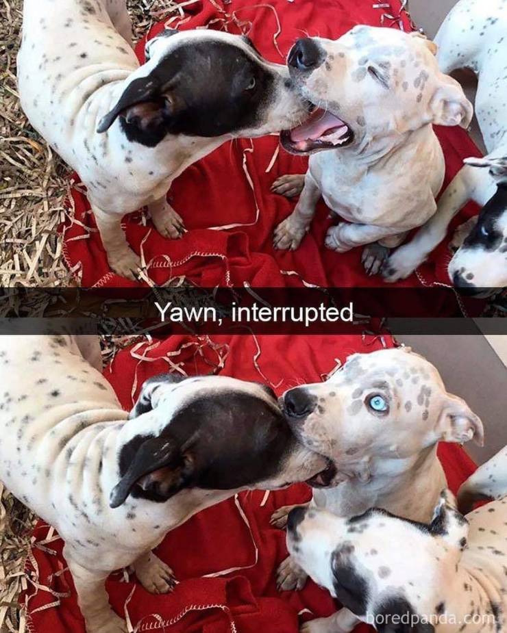 funny picdump 54 pics 7.html - 54 HD Photos | Premium Gallery 2019