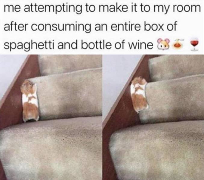 page,10,top 250 funny pics of the year 2019.html - 1 HD Photos | Premium Gallery 2019