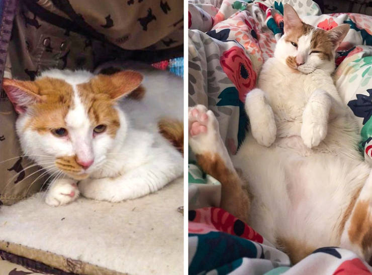 page,4,top 100 animals pics of the year 2019.html - 1 HD Photos | Premium Gallery 2019