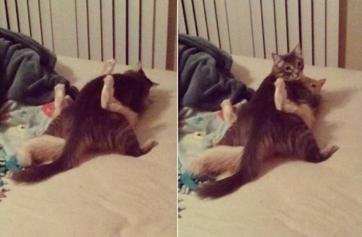 daily picdump 96 pics 18.html - 96 HD Photos | Premium Gallery 2020