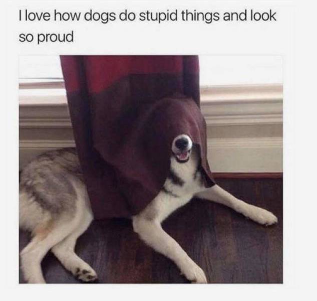 funny picdump 52 pics 3.html - 52 HD Photos | Premium Gallery 2020