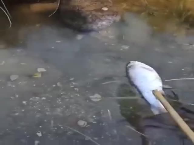 What Is That Beast?!