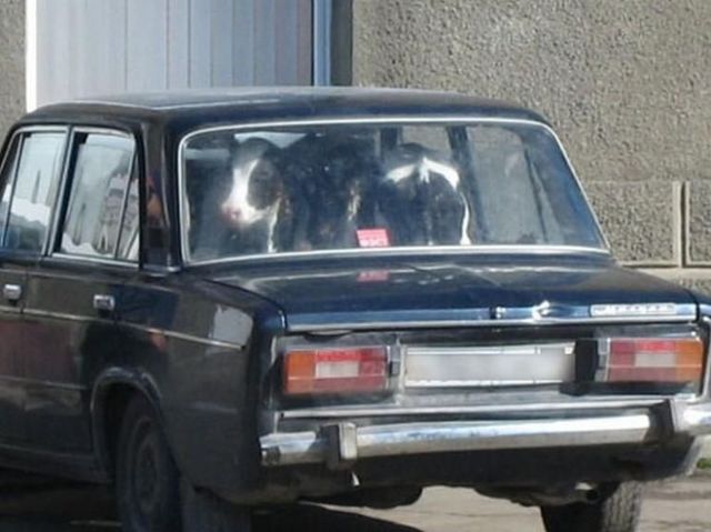 Funny picdump (107 pics)