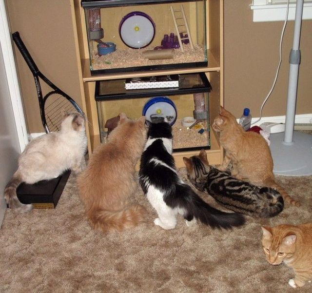 Funny picdump (123 pics)