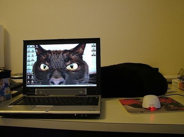 Funny picdump (123 pics)