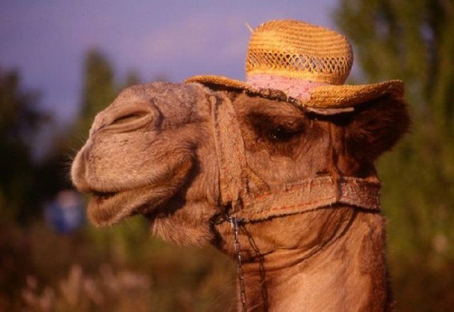 Funny picdump (123 pics)