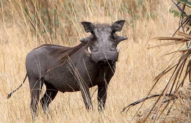 Funny picdump (123 pics)