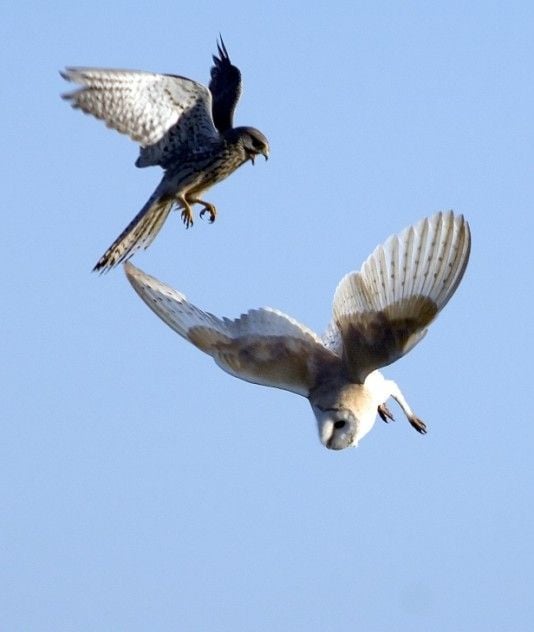 Funny picdump (123 pics)