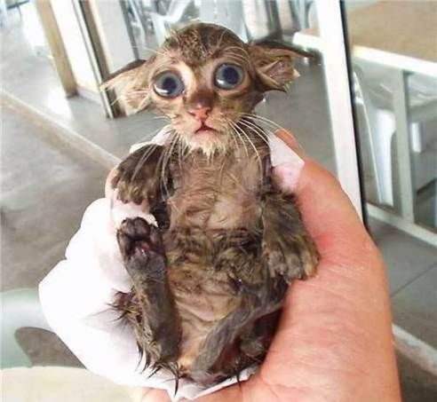 Funny picdump (123 pics)