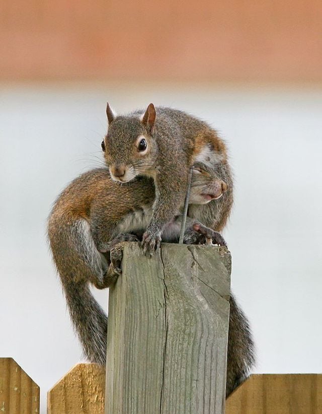 Funny picdump (123 pics)