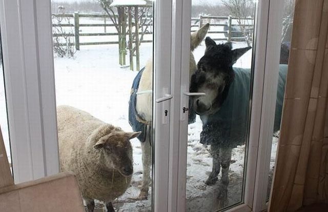 Funny picdump (123 pics)