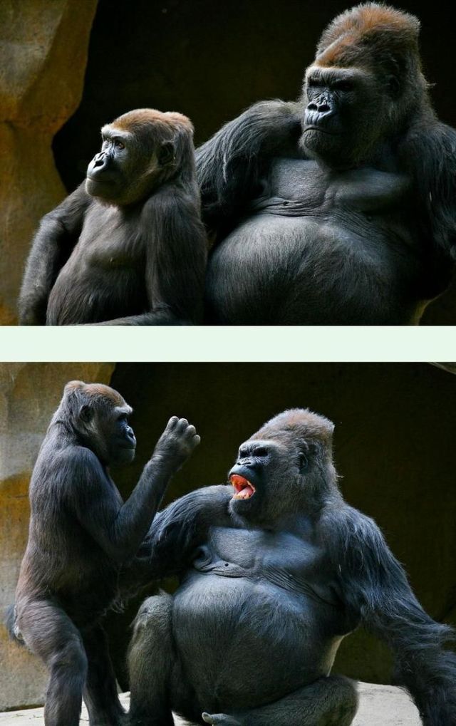 Funny picdump (106 pics)