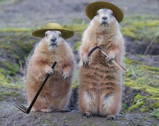 Funny picdump (106 pics)