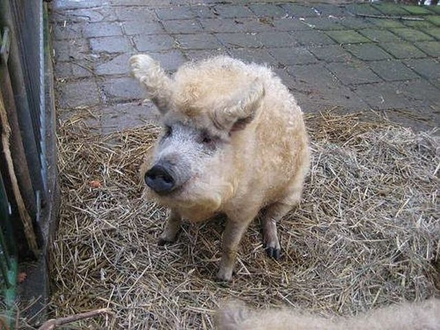 Funny picdump (154 pics)