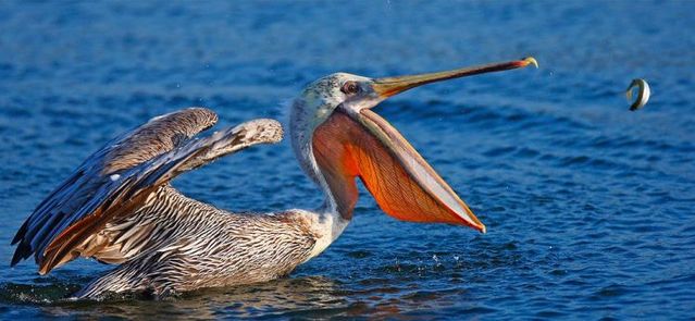 Funny picdump (154 pics)