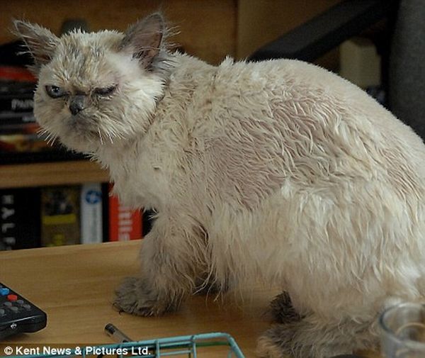 Funny picdump (154 pics)