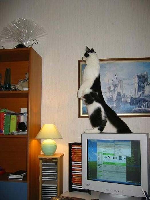 Funny picdump (129 pics)