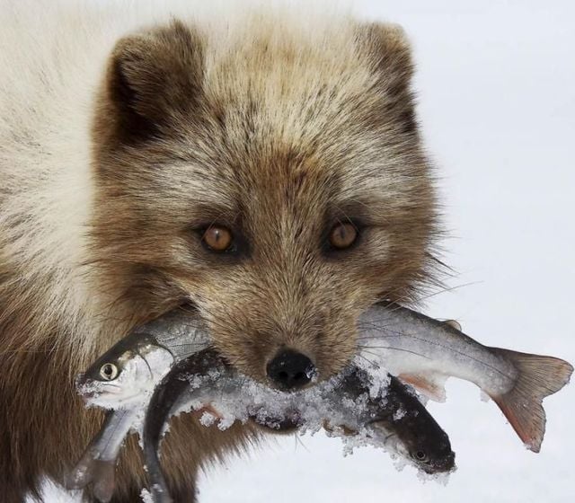 Funny picdump (129 pics)