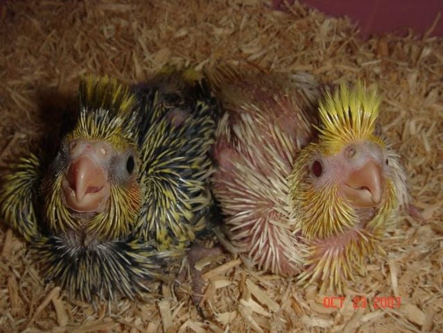 Funny picdump (129 pics)