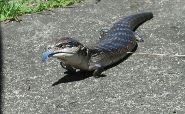 Funny picdump (129 pics)